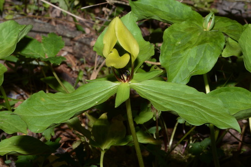 Image of Trillium tennesseense by (c) Brian Finzel, some rights reserved (CC BY-SA)