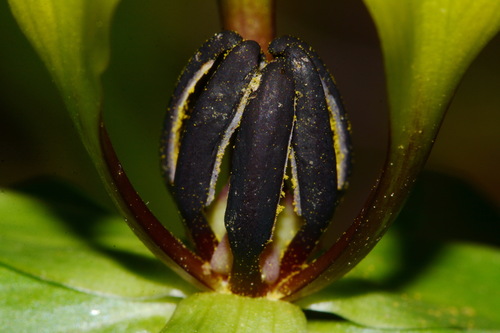 Image of Trillium tennesseense by (c) Brian Finzel, some rights reserved (CC BY-SA)
