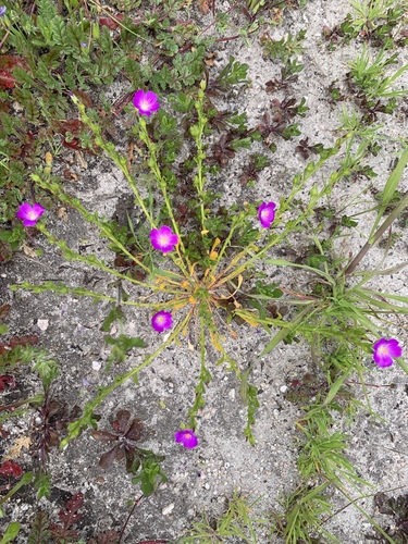 iNaturalist observation photo of redmaids