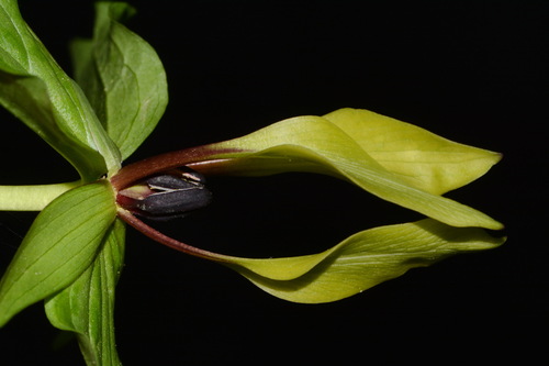 Image of Trillium tennesseense by (c) Brian Finzel, some rights reserved (CC BY-SA)