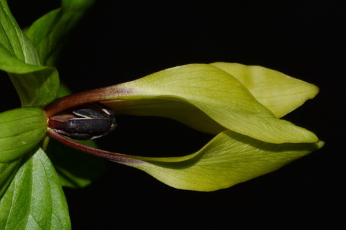 Tennessee trillium (Trillium tennesseense)