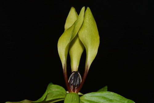 Image of Trillium tennesseense by (c) Brian Finzel, some rights reserved (CC BY-SA)