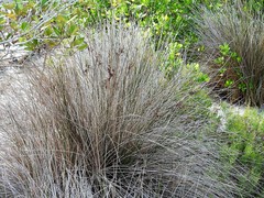 Juncus kraussii