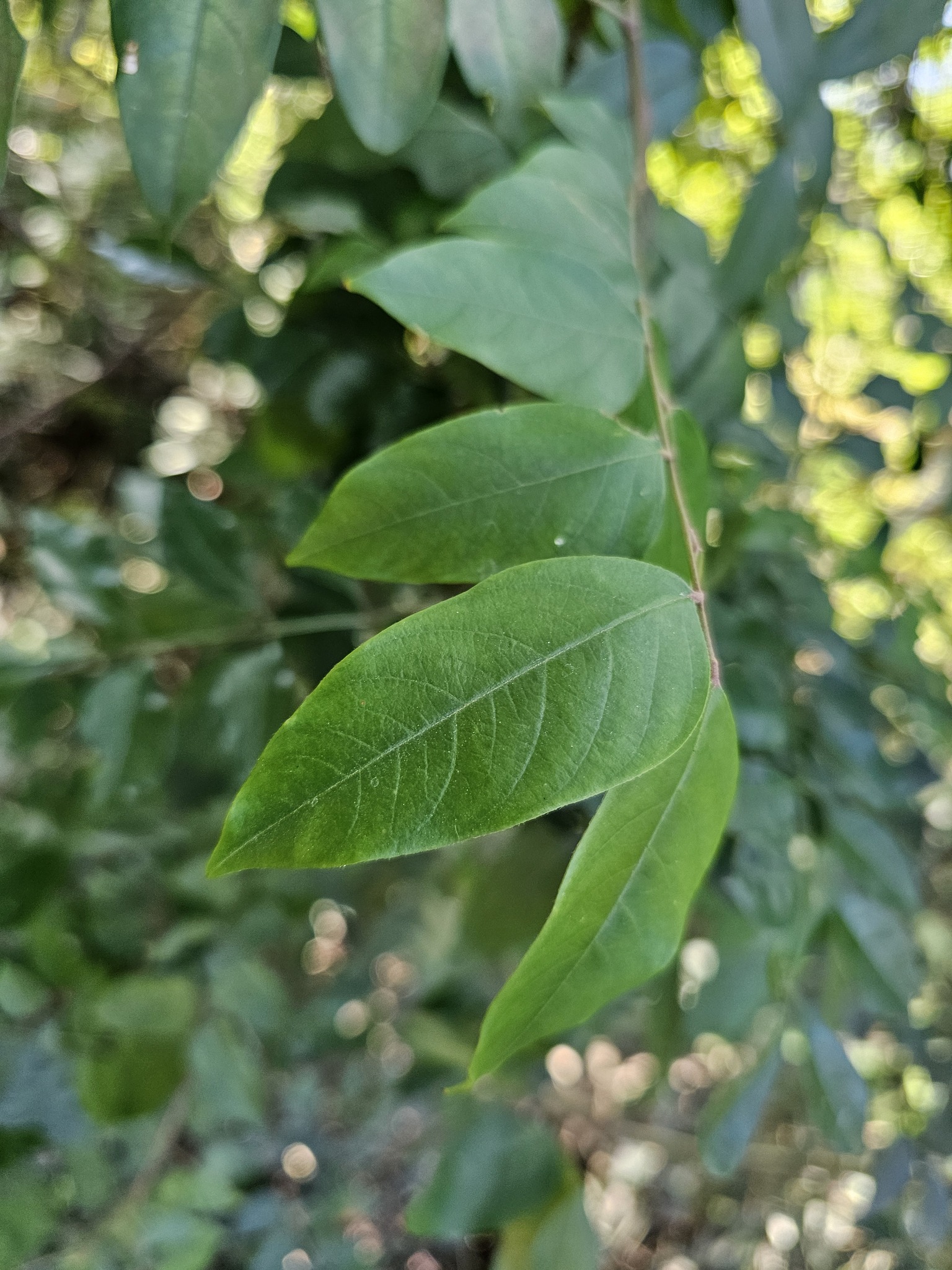 Imagem de Carambola