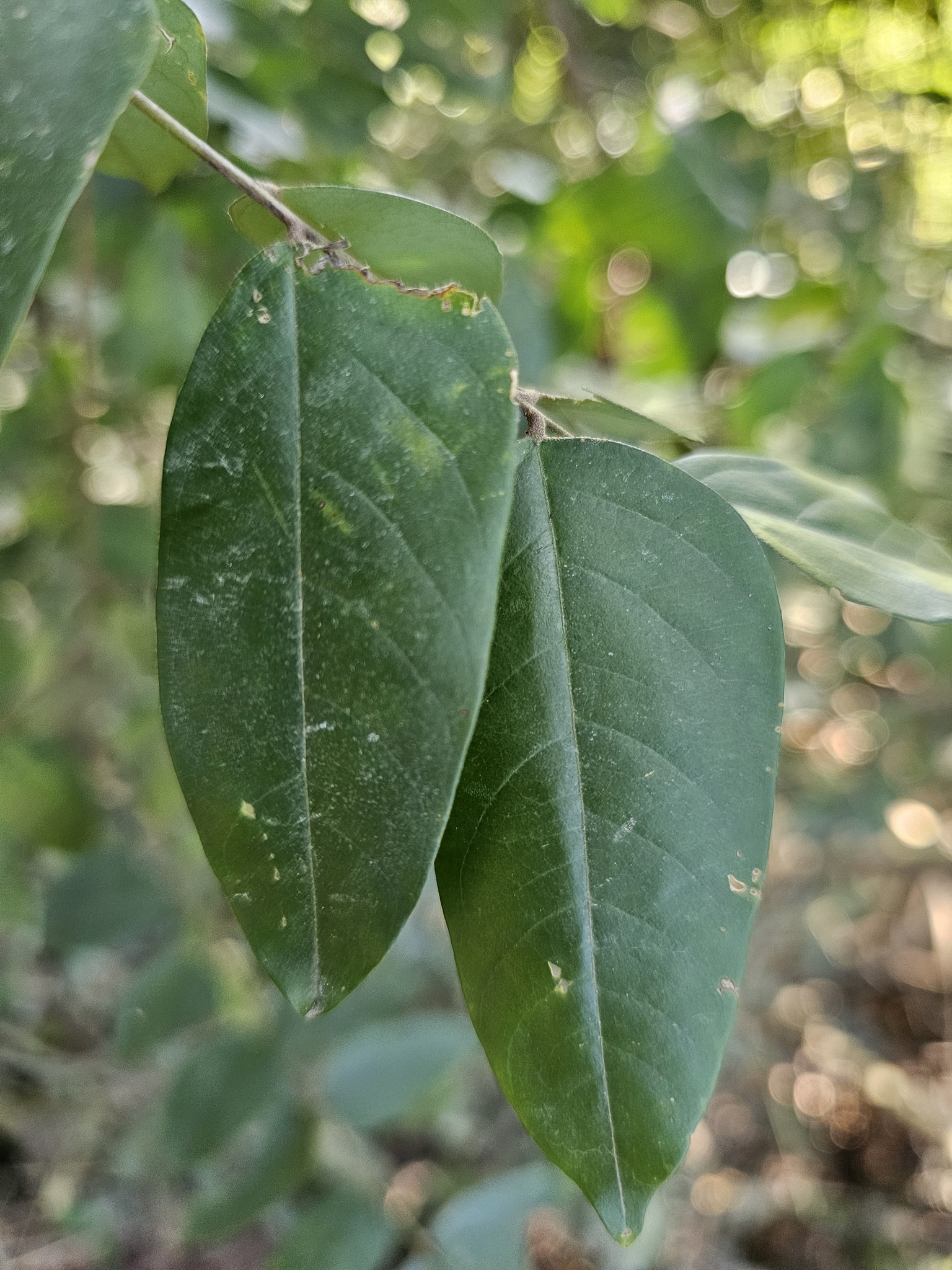 Imagem de Carambola