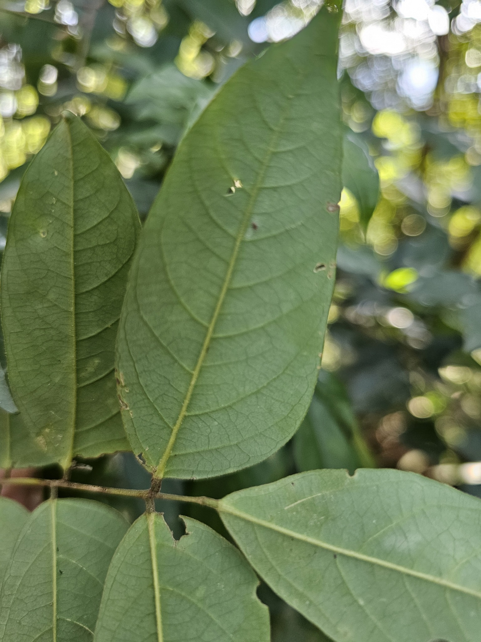 Imagem de Carambola