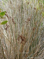 Juncus kraussii