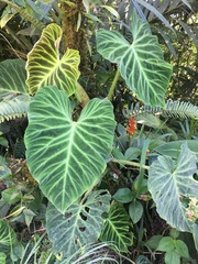 Philodendron verrucosum image