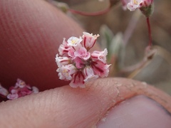 Eriogonum gracillimum