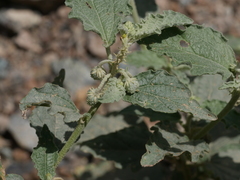 Chrozophora oblongifolia
