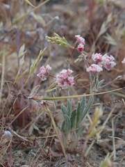 Eriogonum gracillimum