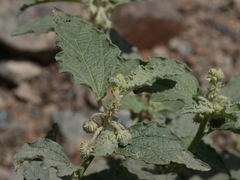Chrozophora oblongifolia