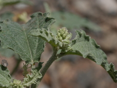 Chrozophora oblongifolia