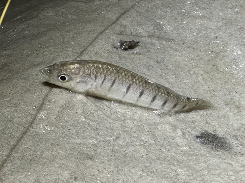 Longnose killifish (Fundulus similis) — Fundulidae — 2