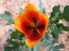 Glaucium corniculatum