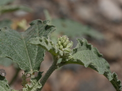 Chrozophora oblongifolia