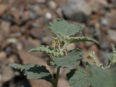 Chrozophora oblongifolia