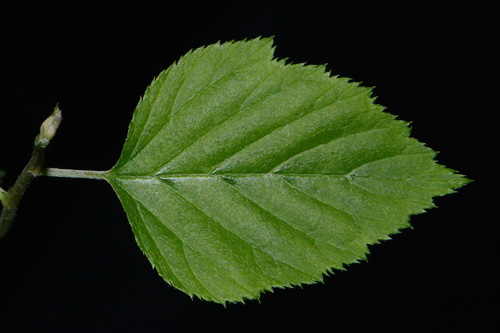 Image of Neviusia alabamensis by (c) Brian Finzel, some rights reserved (CC BY-SA)