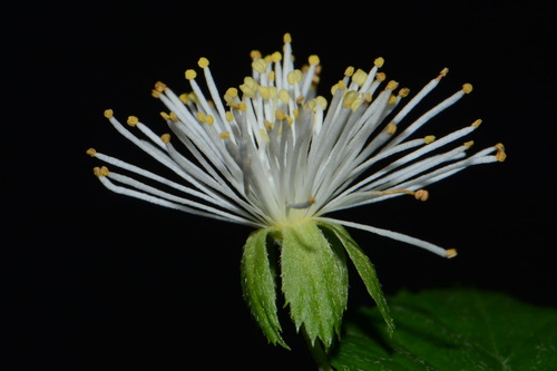 Image of Neviusia alabamensis by (c) Brian Finzel, some rights reserved (CC BY-SA)