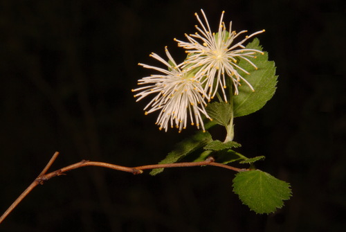 Neviusia alabamensis, photograph 6