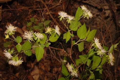 Neviusia alabamensis, photograph 5