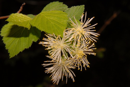 Image of Neviusia alabamensis by (c) Brian Finzel, some rights reserved (CC BY-SA)