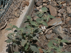 Chrozophora oblongifolia