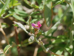 Tephrosia apollinea