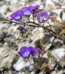 Phacelia curvipes