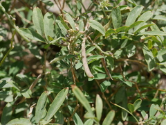 Tephrosia apollinea