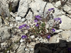 Phacelia curvipes