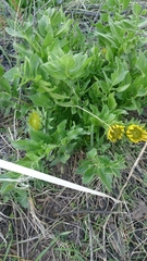 Balsamorhiza