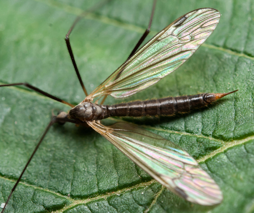 Euphylidorea meigenii