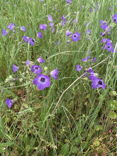 iNaturalist observation photo of Fiesta Flower