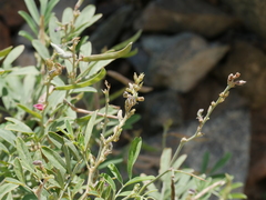 Tephrosia apollinea