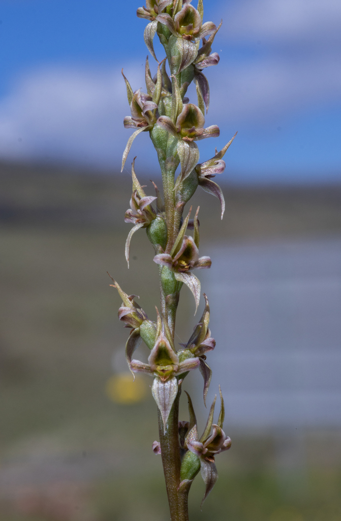 Prasophyllum morganii