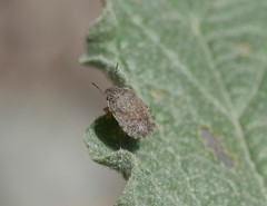 Sciocoris