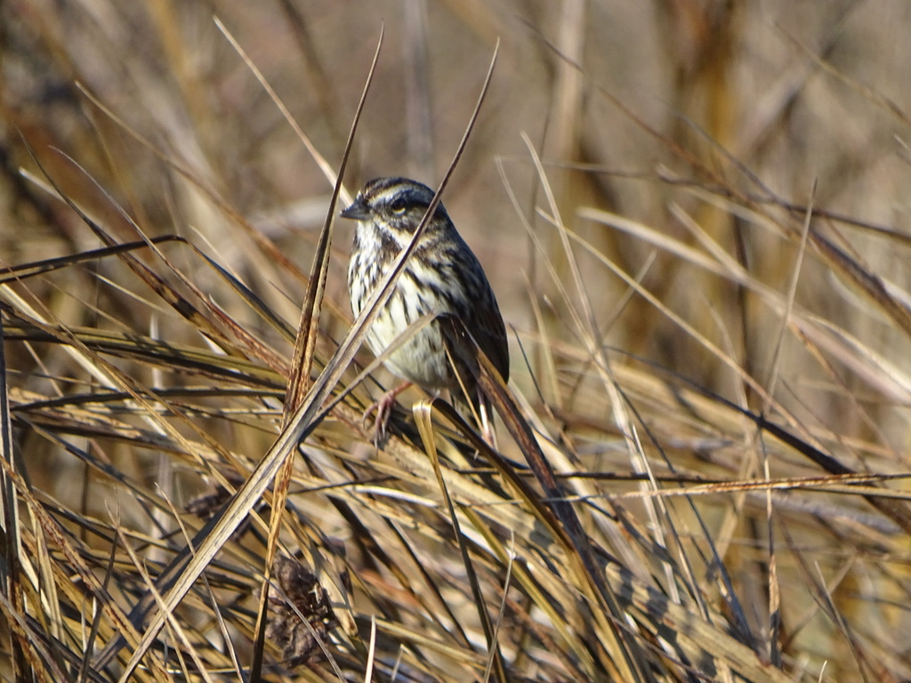 Song Sparrow from Palo Alto, CA, USA on January 1, 2024 at 10:56 AM by ...