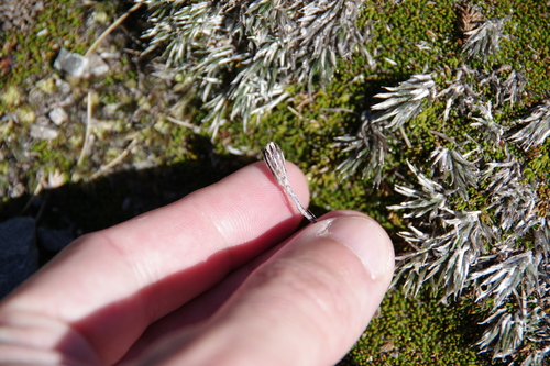 Image of Needle-leaved Mountain Daisy by (c) Eric Knight, some rights reserved (CC BY)