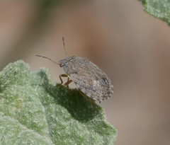 Sciocoris
