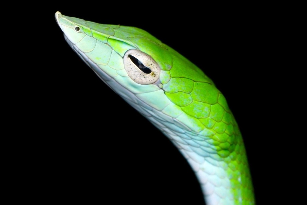 Malabar Vine Snake from Vythiri, Wayanad, KL, IN on September 17, 2023 ...