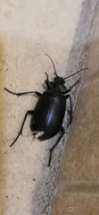 Coleoptera
