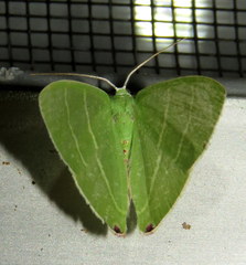 Urolitha bipunctifera