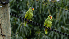 White-Fronted Amazon photo 3