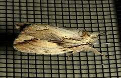 Ecnomodes sagittaria