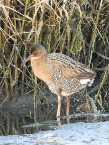 Râle de Californie (Rallus obsoletus)