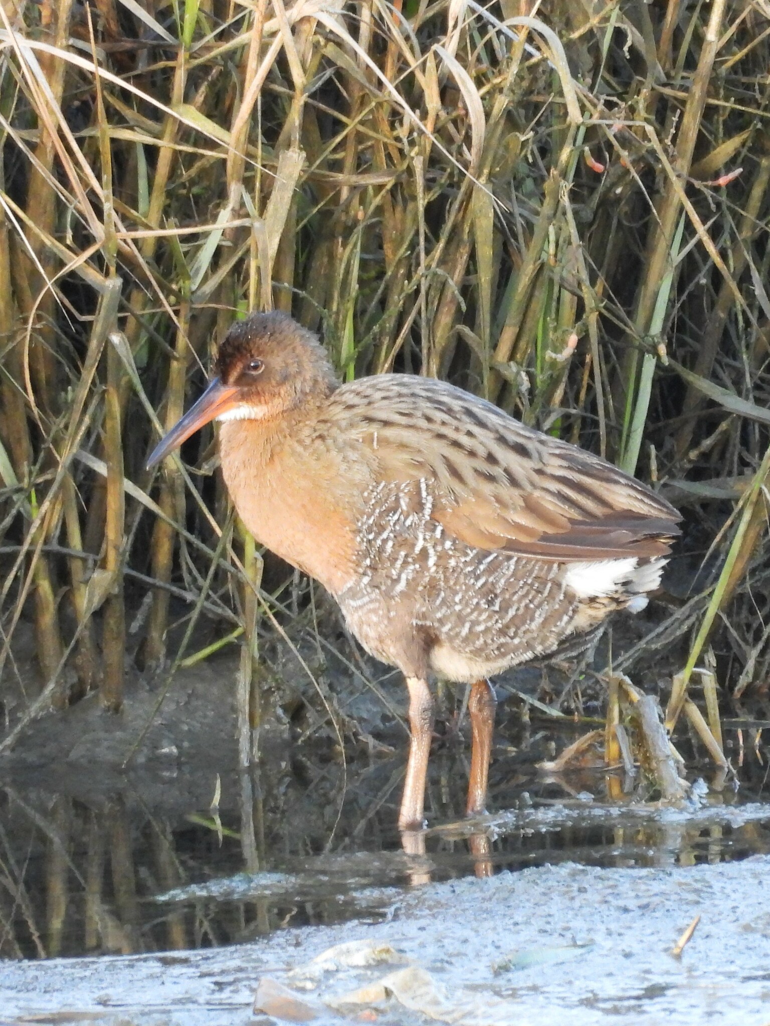 Ridgway's Rail (Rallus obsoletus)