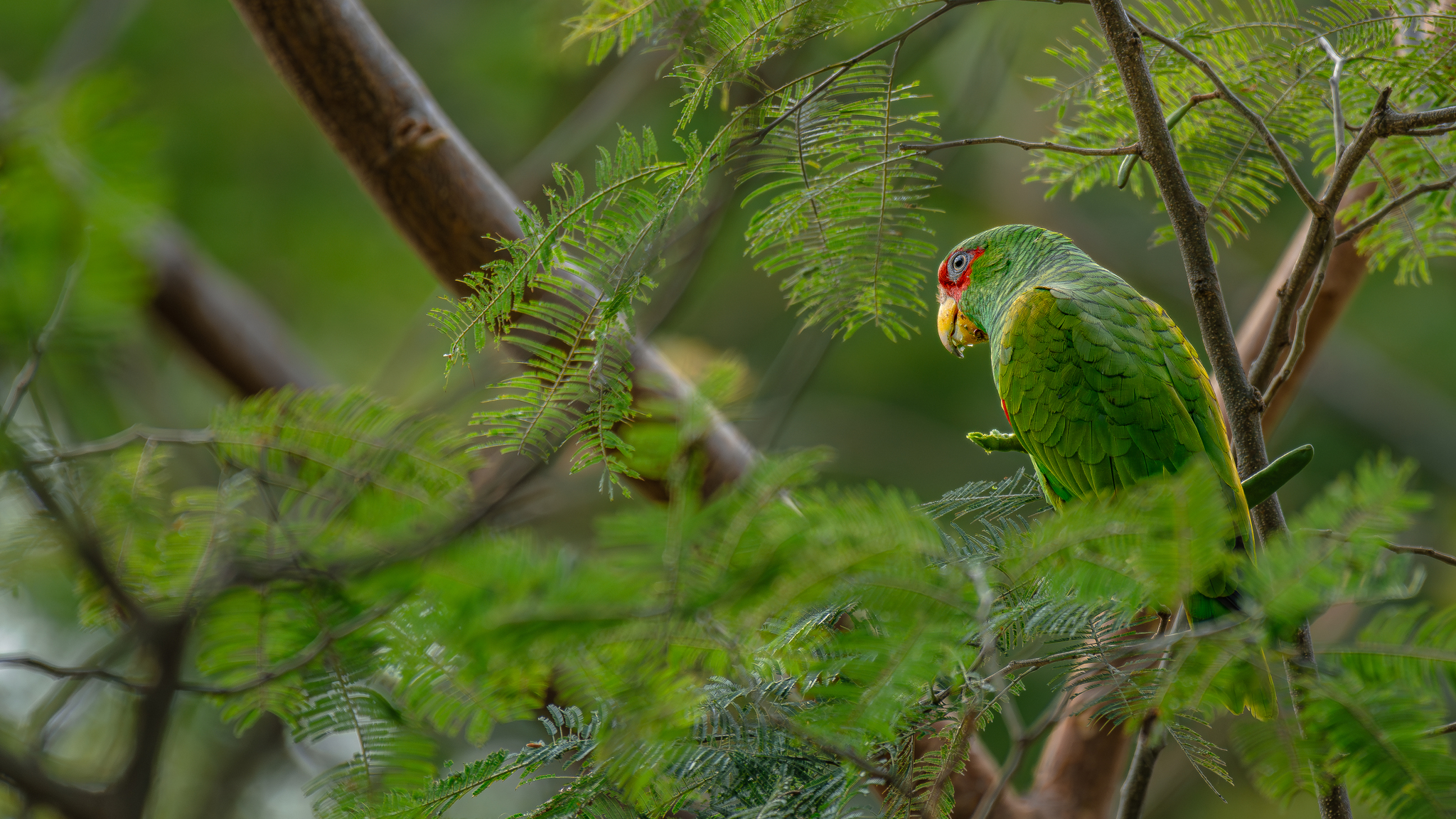 White-fronted Amazon (Amazona albifrons)