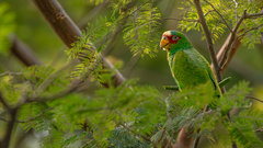 White-Fronted Amazon photo 4