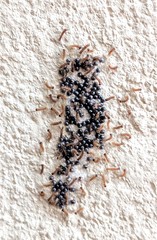 Alpenus investigatorum